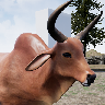 快乐犀牛模拟器(Happy Rhino Simulator)v1.2